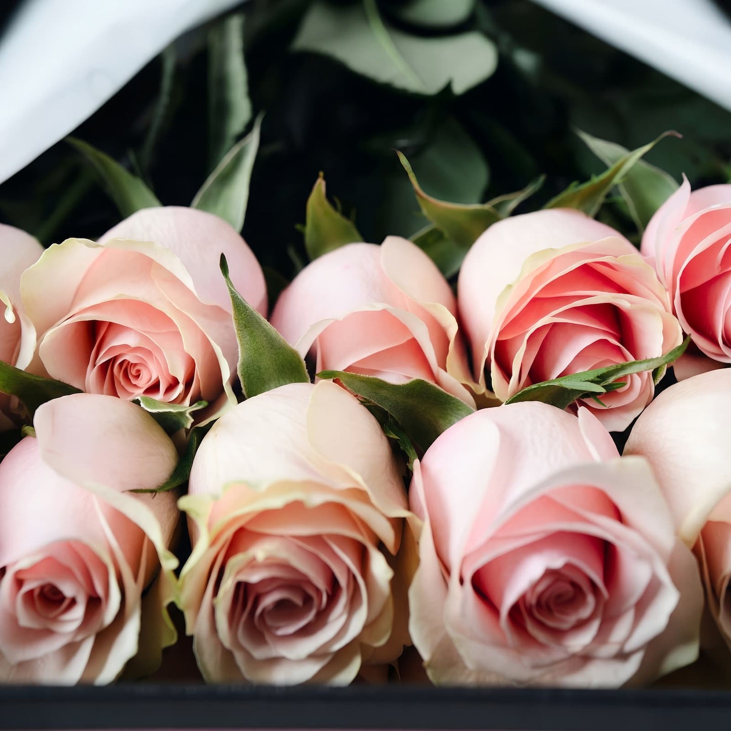 Premium Pink Rose Box